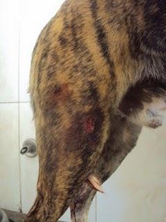 TROY, CRUCE DE  GALGO, PRIMERO EN LA LISTA DE SACRIFICIO....(MADRID)