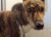 Troy, cruce galgo, primero lista sacrificio....(madrid)