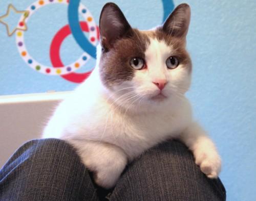 Elegir la mascota con nuestros hijos