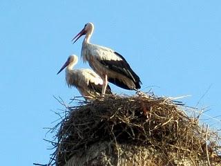 Animales en Marruecos II