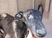 Ultimas noticias galgo huesos, Goliat,, parece salir adelante.