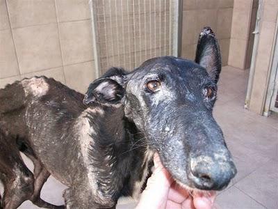 Ultimas noticias del galgo en los huesos, Goliat,, parece que va a salir adelante.