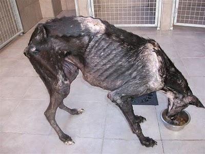 Ultimas noticias del galgo en los huesos, Goliat,, parece que va a salir adelante.