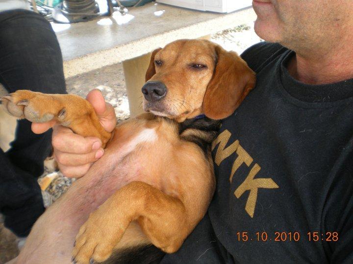 Kiko, otro desehecho de cazadores