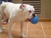 bóxer blanco años.sus dueños mudan mañana sacrifican.