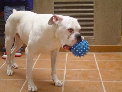 ! BÓXER BLANCO 10 AÑOS.SUS DUEÑOS SE MUDAN MAÑANA Y LO SACRIFICAN.