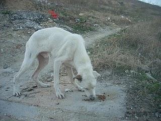 Beto, un gradullón de 6 meses desnustrido y abandonado en Alcala la Real (Jaén)