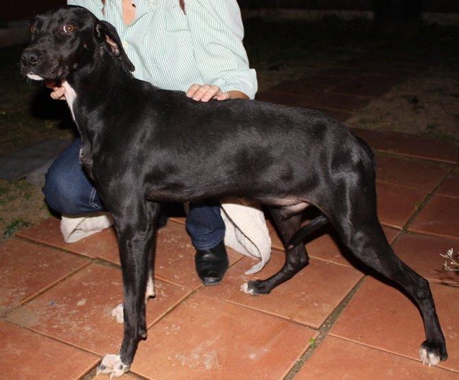 Negri, rescatado de la calle, necesita un rincón (Sevilla)