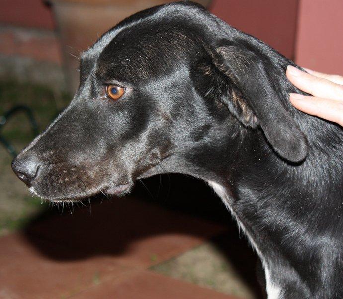 Negri, rescatado de la calle, necesita un rincón (Sevilla)