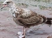 Gaviota argéntea americana(Larus smithsonianus) Franklin o,pipizcan(Larus Leucophaeus pipixcan) ASES SUERTE