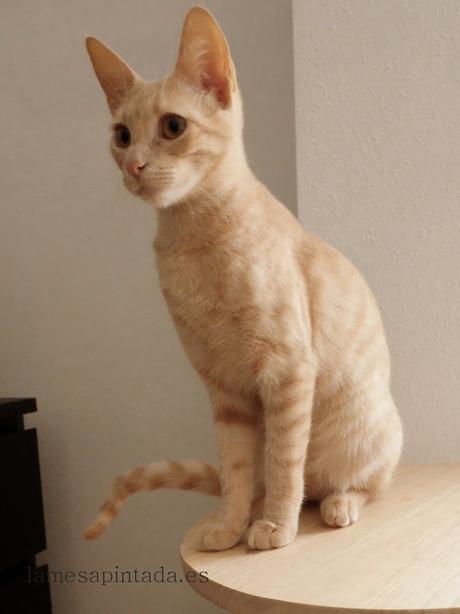 Finde Frugal Un rascador para el gato Finde Frugal Un rascador para el gato