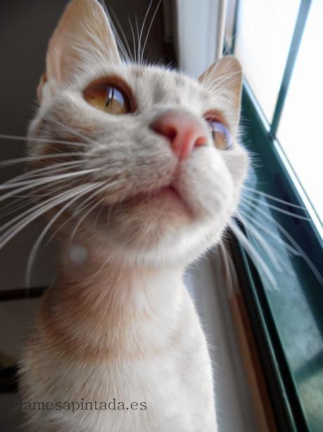 Finde Frugal Un rascador para el gato Finde Frugal Un rascador para el gato