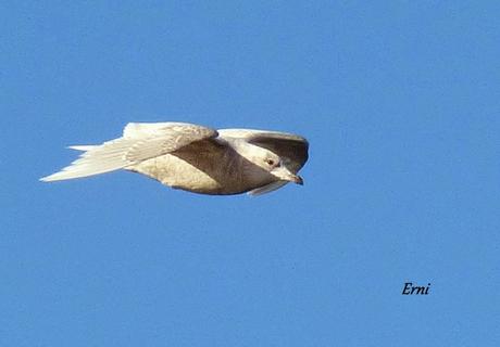 VISITA POLAR A LA FAMILIA VILLODAS-GUERRERO