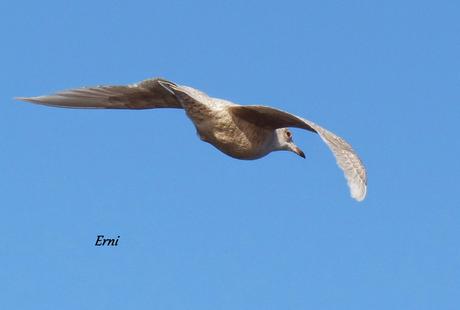 VISITA POLAR A LA FAMILIA VILLODAS-GUERRERO