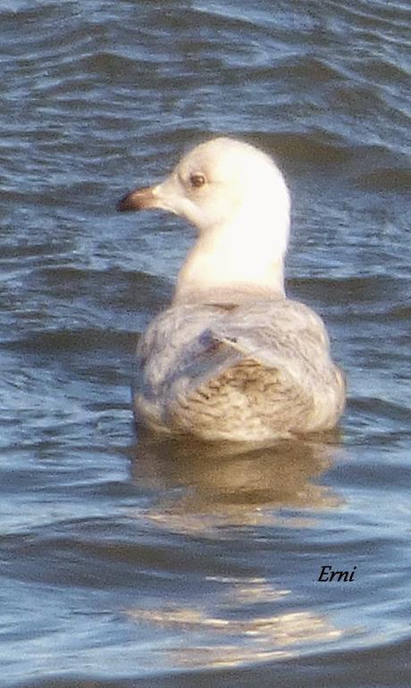 VISITA POLAR A LA FAMILIA VILLODAS-GUERRERO