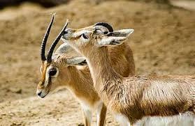 Descubre el significado de soñar con gacelas. sueño con gacelas