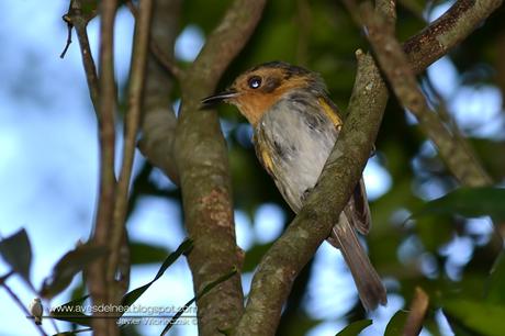 Mosqueta cabeza canela (Ochre-faced Tody-Flycatcher) Poecilotriccus plumbeiceps