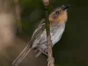 Mosqueta cabeza canela (Ochre-faced Tody-Flycatcher) Poecilotriccus plumbeiceps
