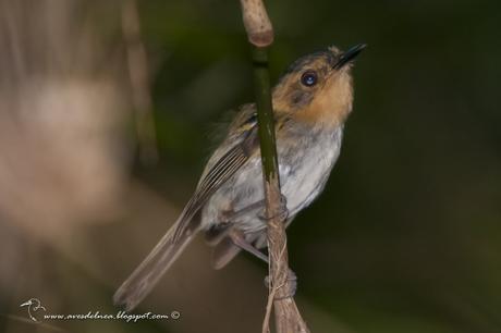 Mosqueta cabeza canela (Ochre-faced Tody-Flycatcher) Poecilotriccus plumbeiceps