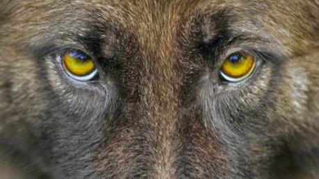 A los perros maltratados