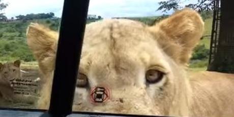 León abre la puerta de un carro en un Safari Park