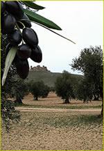 Historia del Olivo en la Zona de los Montes de Toledo