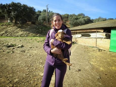 VISITA A LA FINCA QUESERÍA DE MONTE ROBLEDO EN ARACENA. CÓMO ELABORAR QUESO PASO A PASO. TALLER DE QUESO.