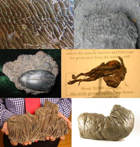 10 cosas que probablemente no sabías de: la paleontología y los paleontólogos