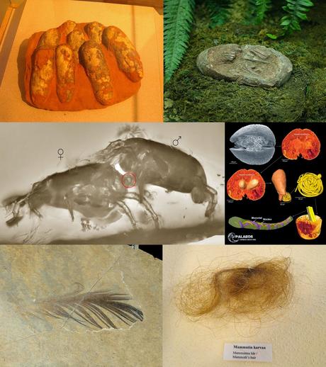 10 cosas que probablemente no sabías de: la paleontología y los paleontólogos