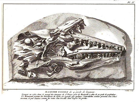 10 cosas que probablemente no sabías de: la paleontología y los paleontólogos
