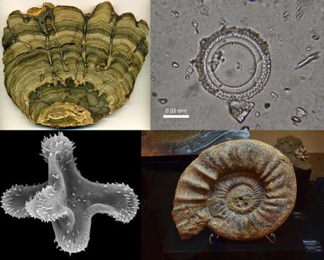 10 cosas que probablemente no sabías de: la paleontología y los paleontólogos