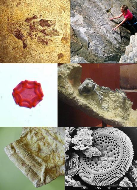10 cosas que probablemente no sabías de: la paleontología y los paleontólogos