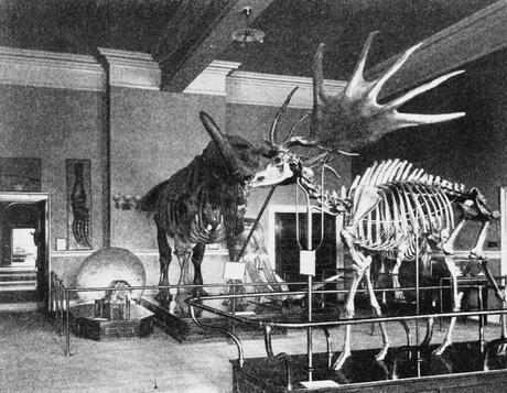 10 cosas que probablemente no sabías de: la paleontología y los paleontólogos