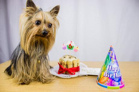 #doggiestories: #perrilover celebra con nosotros el perricumple de Maikel