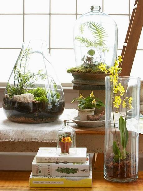 Crea tu propio Terrarium en casa: Mini Jardines Urbanos.