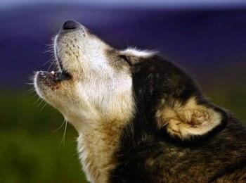 LOS PERROS SIEMPRE LADRAN AL ANOCHECER - Andrés Pérez Domínguez