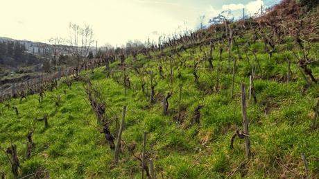 Vino Ribeiras de Armea 2011