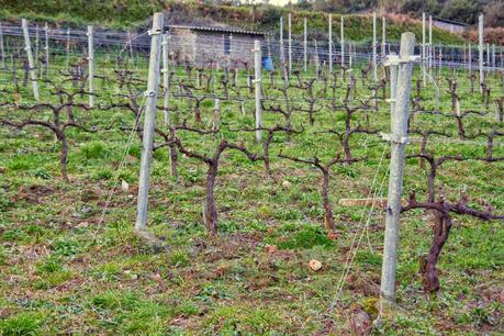 Vino Ribeiras de Armea 2011