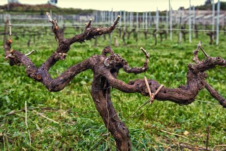 Vino Ribeiras de Armea 2011