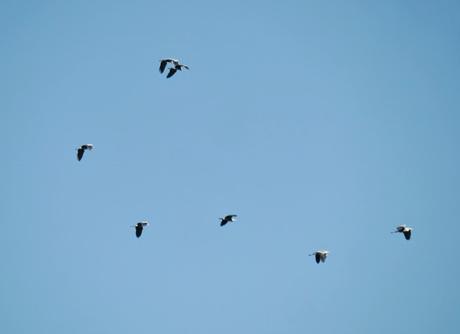 Cerceta carretona y garzas