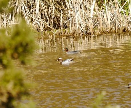Cerceta carretona y garzas