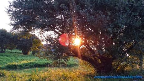 El hábito de los 50 largos.
