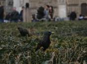 Pajareando París