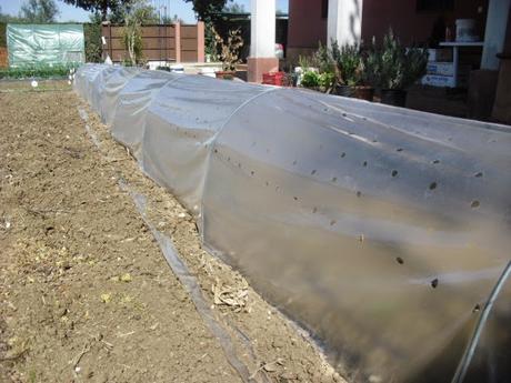 COMIENZA LA TEMPORADA DE TOMATES 2015