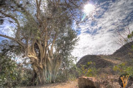 Árbol amate amarillo