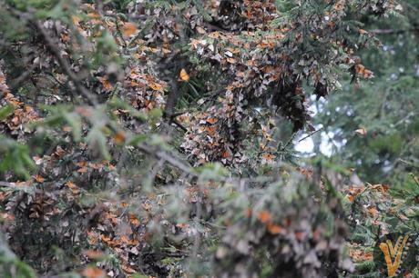 Arboles con mariposas