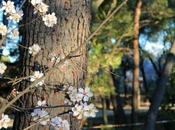 Madrid tiñe blanco almendros flor