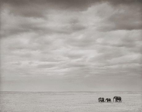 Nick Brandt: una trilogía de la vida salvaje en blanco y negro