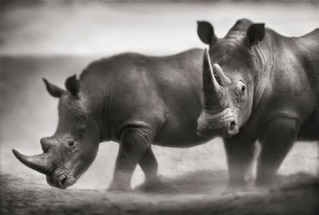 Nick Brandt: una trilogía de la vida salvaje en blanco y negro