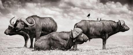 Nick Brandt: una trilogía de la vida salvaje en blanco y negro